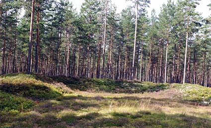 . Rester av flygplansvärn vid Brattforsheden